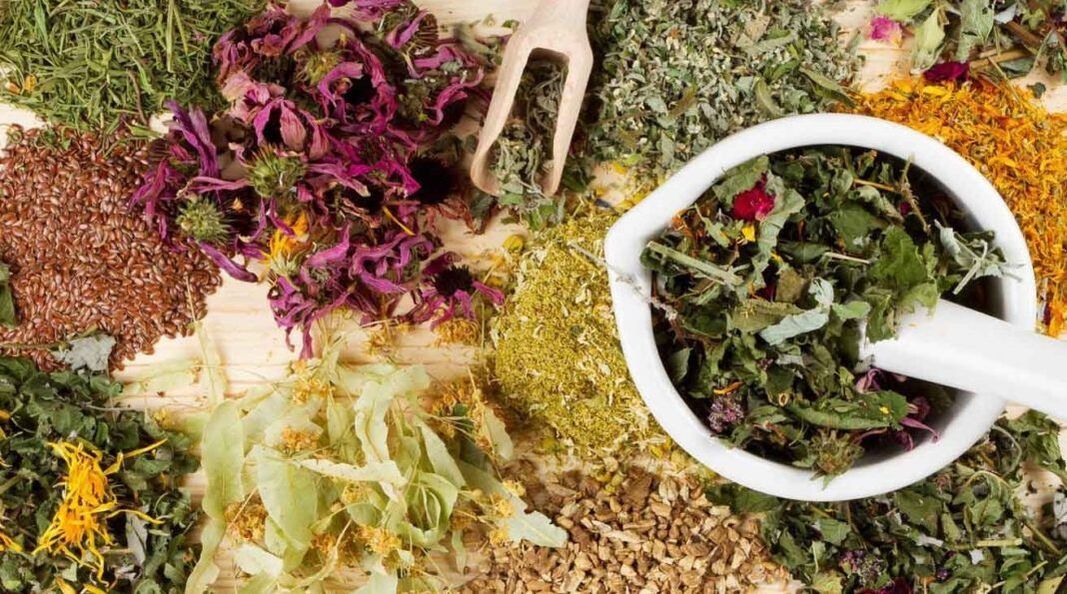 herbes pour l'agrandissement du pénis