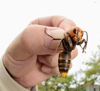 piqûre d'abeille pour l'agrandissement du pénis