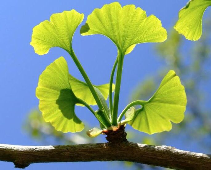 ginkgo biloba pour l'agrandissement du pénis