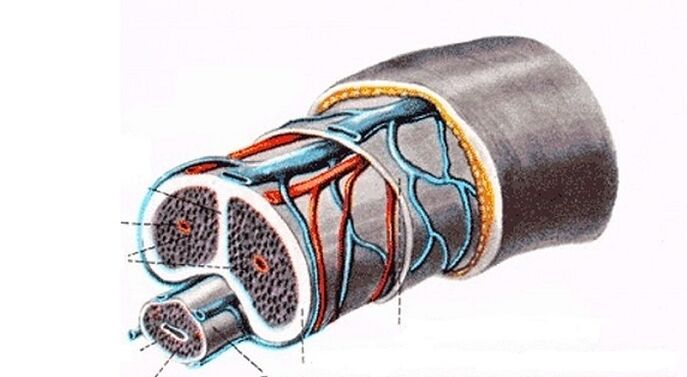 la structure du pénis et son agrandissement